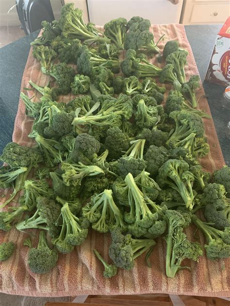 Green maguc b roccoli